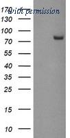 OriGene TA504887BM image 1