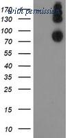 OriGene TA505089AM image 1