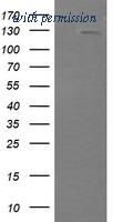 OriGene TA505227BM image 1