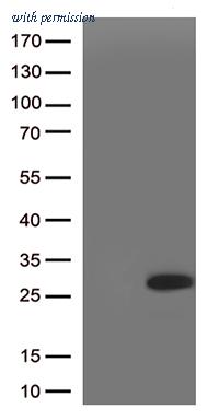 OriGene TA505267BM image 1