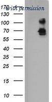 OriGene TA505321BM image 1