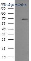 OriGene TA505517AM image 1