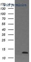 OriGene TA505603BM image 1