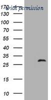OriGene TA505622AM image 1
