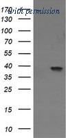 OriGene TA505838BM image 1