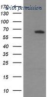 OriGene TA505872AM image 1