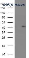 OriGene TA505924AM image 1