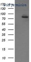 OriGene TA505929AM image 1