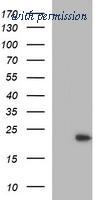 OriGene TA505939AM image 1