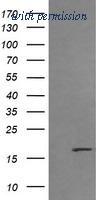 OriGene TA505971BM image 1