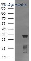 OriGene TA505980BM image 1