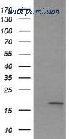 OriGene TA505995BM image 1