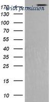OriGene TA506011AM image 1