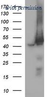OriGene TA506033BM image 1