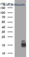 OriGene TA506049AM image 1