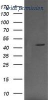 OriGene TA506069BM image 1