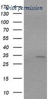OriGene TA506082AM image 1