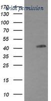 OriGene TA506209AM image 1
