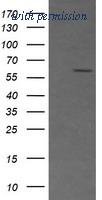 OriGene TA506241AM image 1
