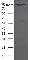 OriGene TA506273AM image 1