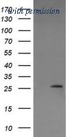 OriGene TA506400AM image 1