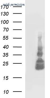 OriGene TA506510BM image 1