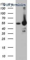 OriGene TA506542AM image 1