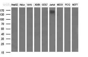 OriGene TA506545AM image 1