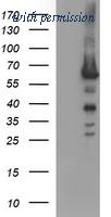 OriGene TA506548AM image 1