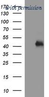 OriGene TA506585BM image 1
