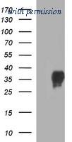 OriGene TA506695BM image 1