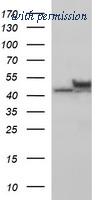 OriGene TA506696AM image 1