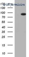 OriGene TA506700AM image 1