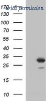 OriGene TA506708AM image 1