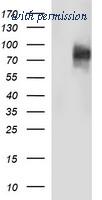 OriGene TA506725AM image 1