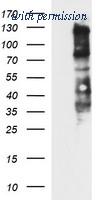 OriGene TA506726AM image 1