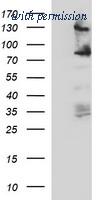 OriGene TA506748AM image 1