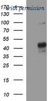 OriGene TA506803BM image 1