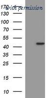 OriGene TA506806AM image 1