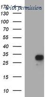 OriGene TA506813AM image 1