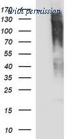 OriGene TA506854BM image 1