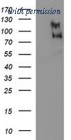 OriGene TA507022BM image 1