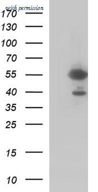 OriGene TA507119BM image 1