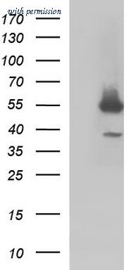 OriGene TA507129AM image 1