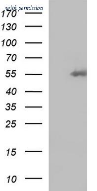 OriGene TA507150AM image 1