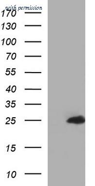 OriGene TA507163AM image 1