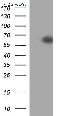 OriGene TA507188BM image 1