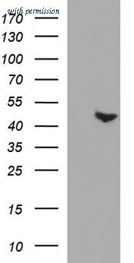 OriGene TA507207BM image 1