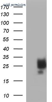 OriGene TA507209AM image 1