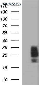 OriGene TA507211BM image 1
